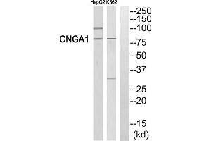 Western blot analysis of extracts from HepG2 cells and K562 cells, using CNGA1 antibody. (CNGA1 抗体  (Internal Region))