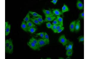 Immunofluorescence staining of HepG2 cells with ABIN7146780 at 1:100, counter-stained with DAPI. (CPO 抗体  (AA 21-101))