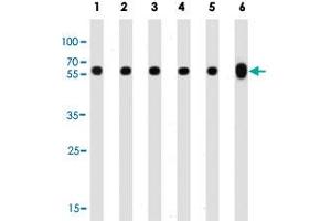 Western blot analysis of Lane 1: 293 whole cell lysates Lane 2: CEM whole cell lysates Lane 3: Hela whole cell lysates Lane 4: Y79 whole cell lysates Lane 5: rat PC-12 cell line lysates Lane 6: mouse brain tissue lysates reacted with TUBB monoclonal antibody  at 1:1000 dilution. (TUBB 抗体)