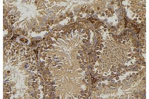 ABIN6276771 at 1/100 staining Mouse testis tissue by IHC-P. (FABP2 抗体  (C-Term))