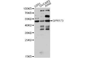 Western blot analysis of extracts of various cell lines, using GPR173 antibody (ABIN6293208) at 1:1000 dilution. (GPR173 抗体)