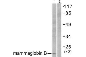 Western Blotting (WB) image for anti-Secretoglobin, Family 2A, Member 1 (SCGB2A1) (N-Term) antibody (ABIN1848656) (SCGB2A1 抗体  (N-Term))