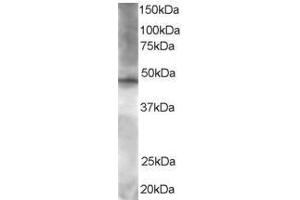 Image no. 1 for anti-BRF2, Subunit of RNA Polymerase III Transcription Initiation Factor, BRF1-Like (BRF2) (AA 406-419) antibody (ABIN293984) (BRF2 抗体  (AA 406-419))