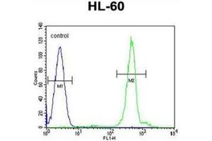 Flow cytometric analysis of HL-60 cells using DPPA5 Antibody (N-term) Cat. (DPPA5 抗体  (N-Term))