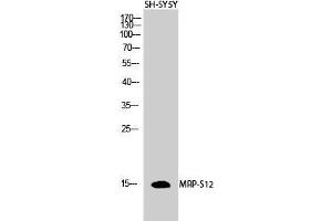 Western Blot (WB) analysis of SH-SY5Y cells using MRP-S12 Polyclonal Antibody. (MRPS34 抗体  (Internal Region))