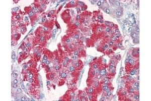IHC testing of FFPE human pancreas tissue with VMAT2 antibody at 5ug/ml. (SLC18A2 抗体)