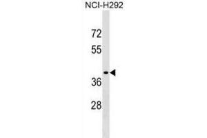 Western Blotting (WB) image for anti-Sorting Nexin 21 (SNX21) antibody (ABIN2999582)
