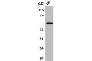 Western Blot analysis of HT29 cells using Rab11-FIP4 Polyclonal Antibody (RAB11FIP4 抗体  (Internal Region))