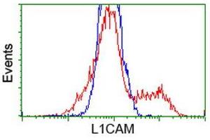Image no. 2 for anti-L1 Cell Adhesion Molecule (L1CAM) antibody (ABIN1499085) (L1CAM 抗体)