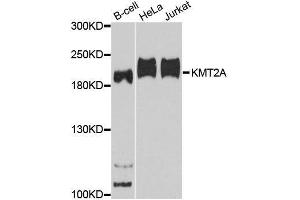 Western blot analysis of extracts of various cell lines, using KMT2A antibody. (MLL/KMT2A 抗体)