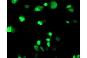 Anti-ERCC4 mouse monoclonal antibody (ABIN2454839) immunofluorescent staining of COS7 cells transiently transfected by pCMV6-ENTRY ERCC4 (RC223300). (ERCC4 抗体)