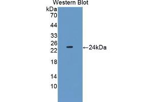 Detection of Recombinant PEBP1, Mouse using Polyclonal Antibody to Phosphatidylethanolamine Binding Protein 1 (PEBP1) (PEBP1 抗体  (AA 2-187))