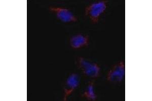 Immunofluorescence analysis of BMP7 antibody and HeLa cells. (BMP7 抗体  (AA 15-44))