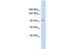 WB Suggested Anti-KCTD19 Antibody Titration:  0. (KCTD19 抗体  (N-Term))