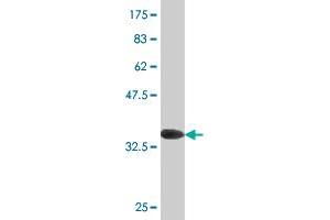 Western Blot detection against Immunogen (36. (MSRB2 抗体  (AA 102-201))