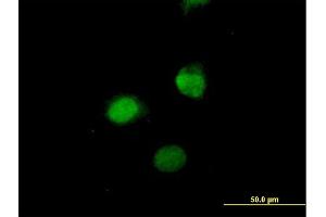 Immunofluorescence of purified MaxPab antibody to SESN3 on HeLa cell. (SESN3 抗体  (AA 1-321))
