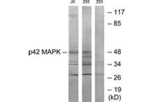 Western blot analysis of extracts from Jurkat/293 cells, using p42 MAPK Antibody. (ERK2 抗体  (AA 136-185))