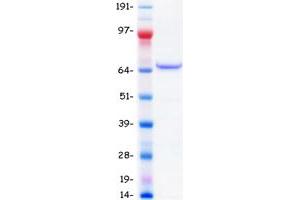 Validation with Western Blot (TGFBI Protein (Myc-DYKDDDDK Tag))