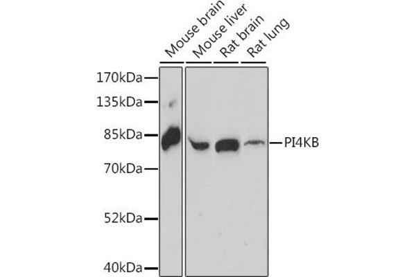 PI4KB antibody  (AA 560-801)