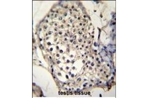 SELV Antibody (C-term) (ABIN655287 and ABIN2844877) immunohistochemistry analysis in formalin fixed and paraffin embedded human testis tissue followed by peroxidase conjugation of the secondary antibody and DAB staining. (Selenoprotein V 抗体  (C-Term))