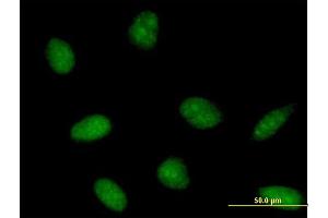 Immunofluorescence of purified MaxPab antibody to PTS on HeLa cell. (PTS 抗体  (AA 1-145))
