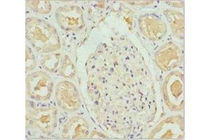 Immunohistochemistry of paraffin-embedded human kidney tissue using ABIN7144769 at dilution of 1:100 (PEA15 抗体  (AA 1-130))