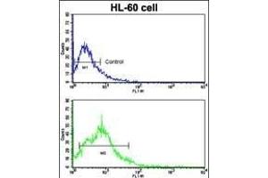 Flow cytometric analysis of HL-60 cells using BACE2 Antibody (Center)(bottom histogram) compared to a negative control cell (top histogram). (BACE2 抗体  (AA 336-365))