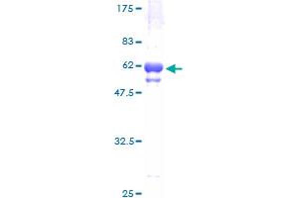 DUSP7 Protein (AA 1-320) (GST tag)