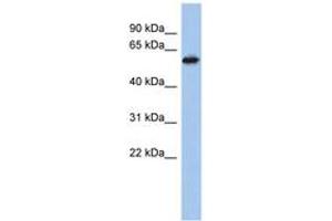 Image no. 1 for anti-Zinc Finger Protein 496 (ZNF496) (AA 431-480) antibody (ABIN6742181) (ZNF496 抗体  (AA 431-480))