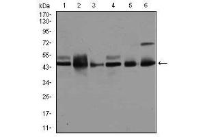 Image no. 2 for anti-Mitogen-Activated Protein Kinase 8 (MAPK8) antibody (ABIN1499314) (JNK 抗体)