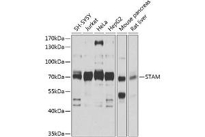 Western Blotting (WB) image for anti-Signal Transducing Adaptor Molecule (SH3 Domain and ITAM Motif) 1 (STAM) (AA 120-210) antibody (ABIN1682903)