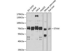 Western blot analysis of extracts of various cell lines, using STAM antibody (ABIN1682903, ABIN3018681, ABIN3018682 and ABIN6220539) at 1:1000 dilution.