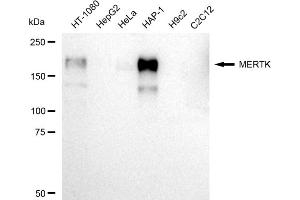 Western blotting analysis using MERTK antibody (ABIN7797812). (Recombinant MERTK 抗体)