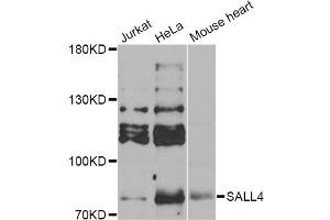 Western blot analysis of extracts of various cell lines, using SALL4 Antibody (ABIN5974283) at 1/1000 dilution. (SALL4 抗体)