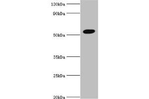Western blot All lanes: Zinc finger protein AEBP2 antibody at 4 μg/mL + Hela whole cell lysate Secondary Goat polyclonal to rabbit IgG at 1/10000 dilution Predicted band size: 55, 53, 34 kDa Observed band size: 55 kDa (AEBP2 抗体  (AA 248-517))