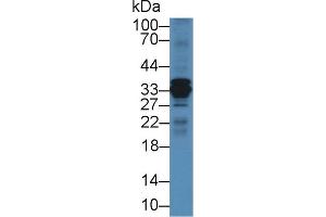 Western blot analysis of Mouse Liver lysate, using Cow CTSS Antibody (2 µg/ml) and HRP-conjugated Goat Anti-Rabbit antibody ( (Cathepsin S 抗体  (AA 115-331))