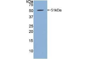 Western blot analysis of recombinant Human FBN1. (Fibrillin 1 抗体  (AA 723-902))