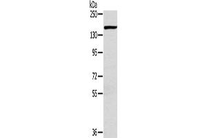 Western Blotting (WB) image for anti-Plexin D1 (PLXND1) antibody (ABIN2433615) (PLXND1 抗体)