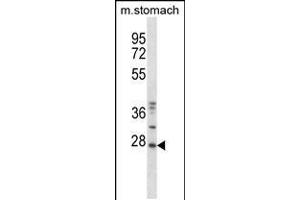 Western blot analysis in mouse stomach tissue lysates (35ug/lane). (TP53RK 抗体  (AA 100-128))