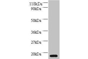 Western blot All lanes: MRFAP1L1 antibody at 2 μg/mL + HepG2 whole cell lysate Secondary Goat polyclonal to rabbit IgG at 1/10000 dilution Predicted band size: 15 kDa Observed band size: 15 kDa (MRFAP1L1 抗体  (AA 1-127))