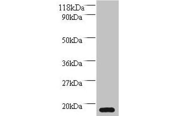 MRFAP1L1 antibody  (AA 1-127)