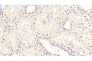 Detection of BMP7 in Human Kidney Tissue using Polyclonal Antibody to Bone Morphogenetic Protein 7 (BMP7) (BMP7 抗体  (AA 293-431))