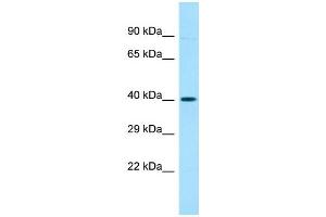 Host: Rabbit Target Name: OR52A5 Sample Type: Placenta lysates Antibody Dilution: 1. (OR52A5 抗体  (C-Term))