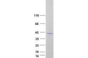 Western Blotting (WB) image for Solute Carrier Family 30 (Zinc Transporter), Member 7 (SLC30A7) (Transcript Variant 2) protein (Myc-DYKDDDDK Tag) (ABIN2735906)