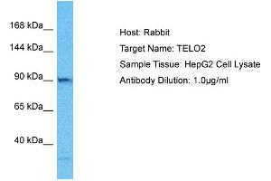 Host: Rabbit Target Name: TELO2 Sample Type: HepG2 Whole Cell lysates Antibody Dilution: 1. (TELO2 抗体  (C-Term))