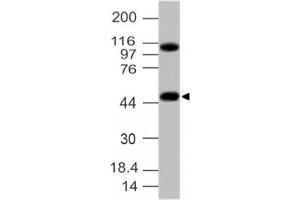 Image no. 1 for anti-G Protein-Coupled Receptor 83 (GPR83) (AA 150-350) antibody (ABIN5027232) (GPR83 抗体  (AA 150-350))