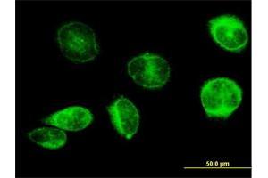 Immunofluorescence of purified MaxPab antibody to PTGES on HeLa cell. (Prostaglandin E Synthase 抗体  (AA 1-152))