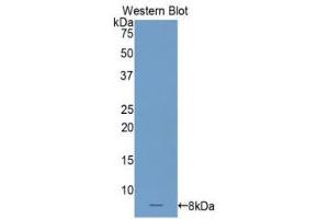 Western Blotting (WB) image for anti-Complement Component 4 Binding Protein, alpha (C4BPA) (AA 548-597) antibody (ABIN3206347) (C4BPA 抗体  (AA 548-597))