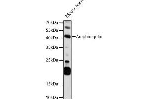 Western blot analysis of extracts of Mouse brain, using Amphiregulin antibody (ABIN3015639, ABIN3015640, ABIN3015641, ABIN1678728 and ABIN6218992) at 1:1000 dilution.