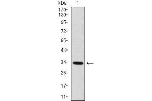 Western Blotting (WB) image for anti-Myogenic Factor 6 (MYF6) (AA 85-150) antibody (ABIN1845795)